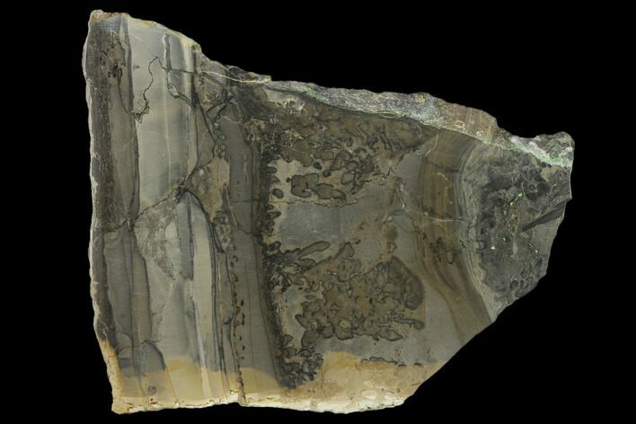 Triassic Aged Stromatolite Fossil - England #130940